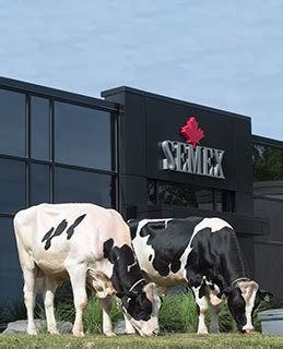 www semex com|More.